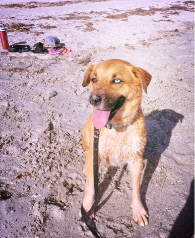 Fun day at the dog beach