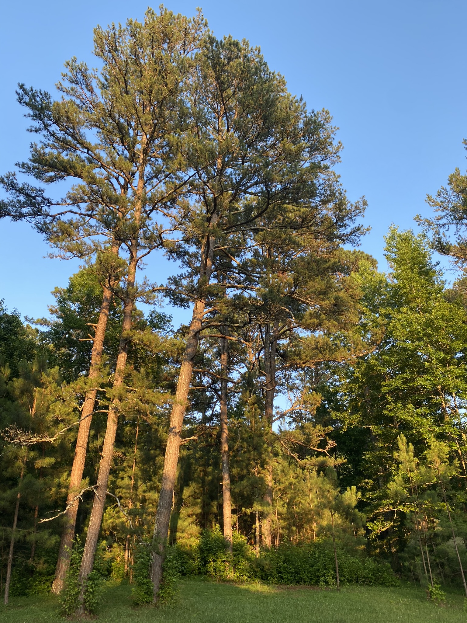 Trees in the golden glow of evening
